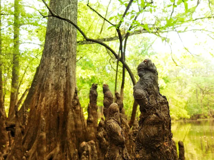Hog Island Recreation Area, Campground & Kayak Launch Picture 5