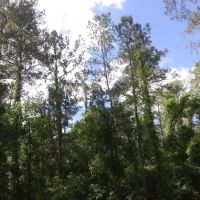 Pless Place Camp ico