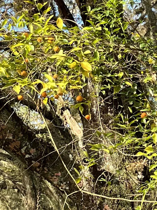 Pless Place Camp Picture 2