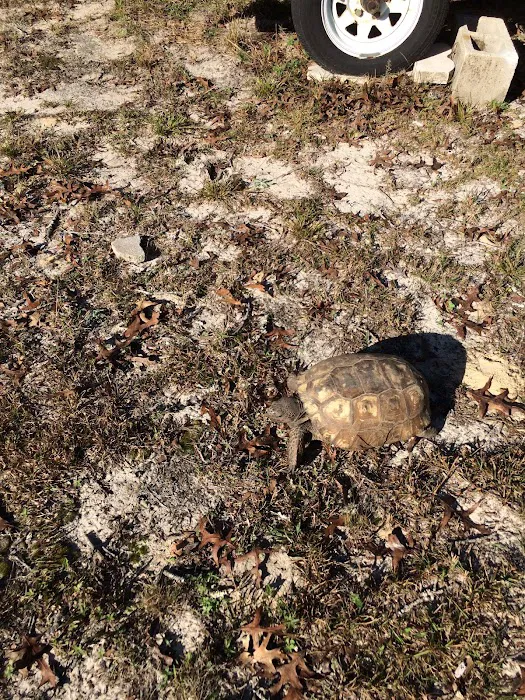 Ridge Manor Campground Picture 3