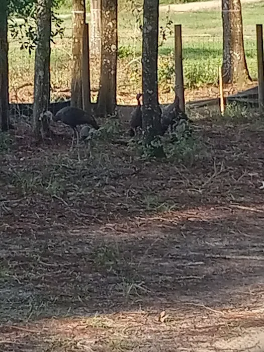 Ridge Manor Campground Picture 5