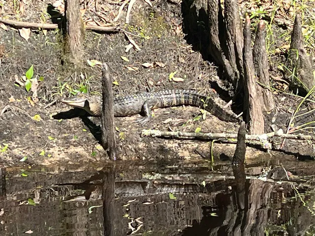 Withlacoochee River RV Park Picture 6