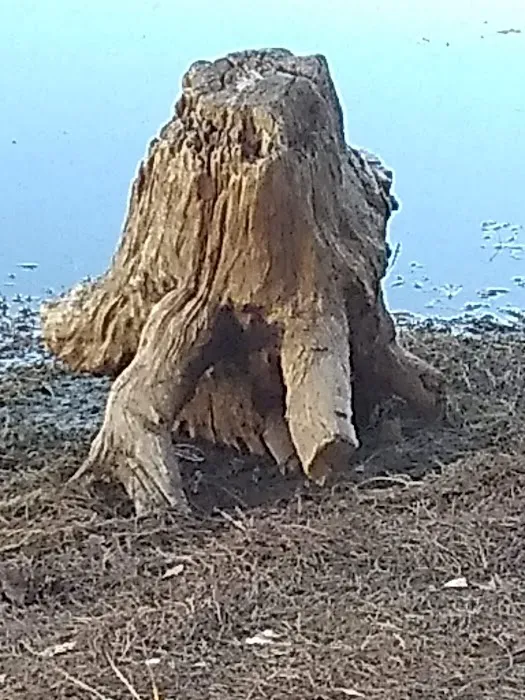 Bass Haven Camp Ground LLC Picture 4