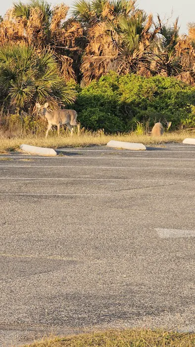 St Andrews State Park Campground Picture 6