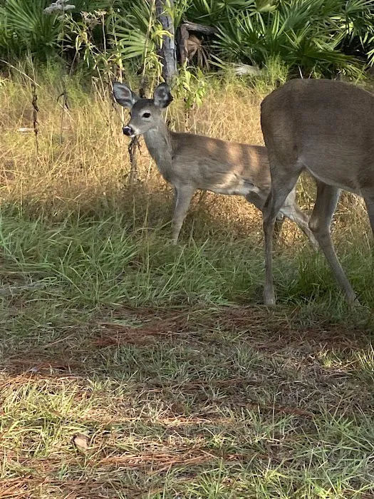 Camping Area at St Andrew's State Park Picture 7