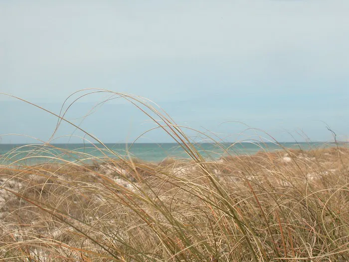 St Joseph Peninsula Campground Picture 10