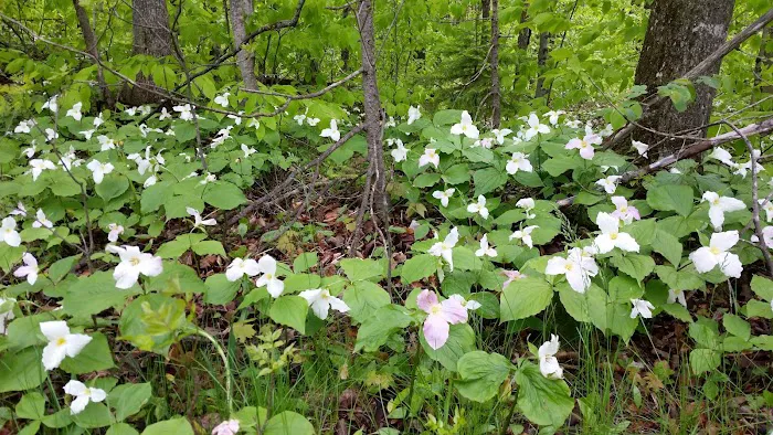 Indian Lake West Shore Campground Picture 8