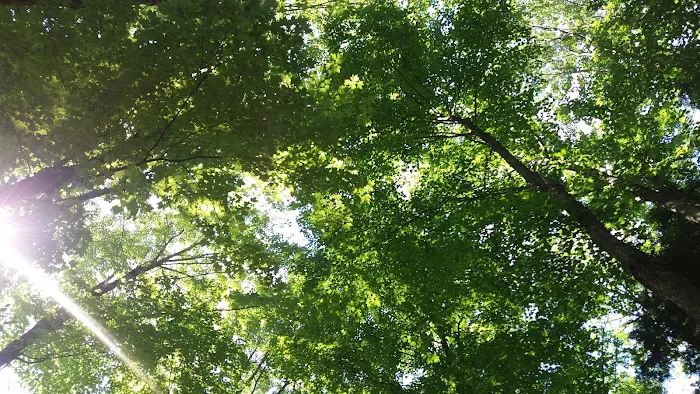 Maple Heights Campground Picture 7