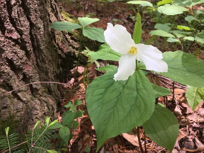 Rocky Rips Campground Picture 6