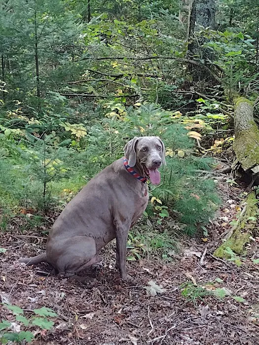 Jessie Lake Campsite Picture 13