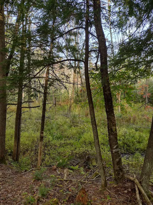 Jessie Lake Campsite Picture 17