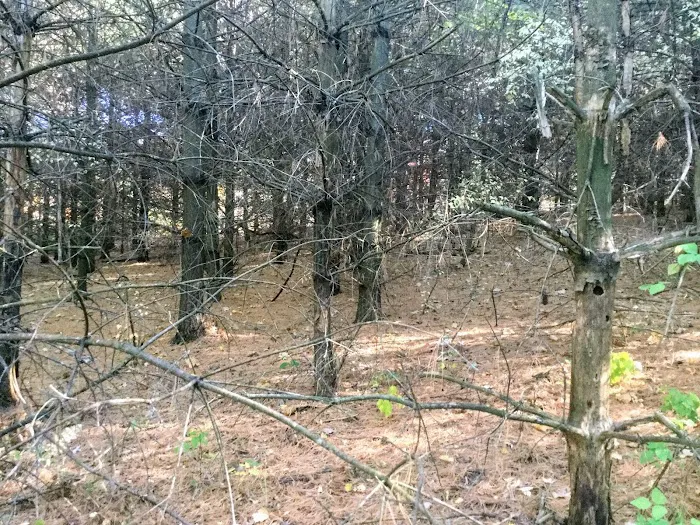 Kruger Campground Picture 3