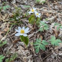 Zumbro Bottoms Horse Campground - North ico