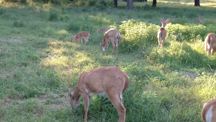 MacNider Campgrounds Picture 9
