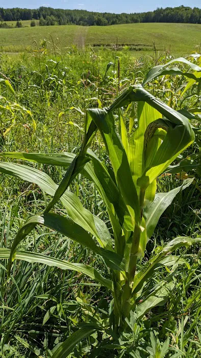 Kamp Kin Nardly Picture 3