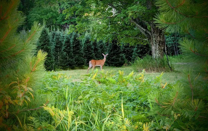 Kamp Kin Nardly Picture 4