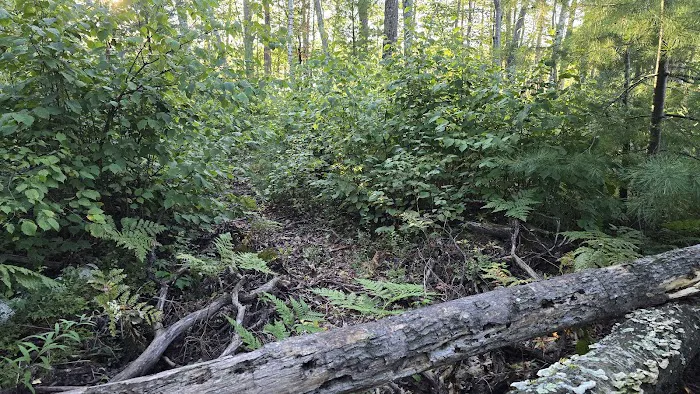 Perch Lake Campground Picture 8