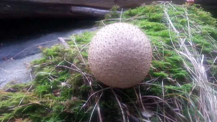 Ada Lake Campground Picture 8