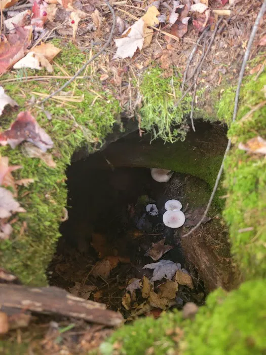 OTTER LAKE CAMPGROUND Picture 1