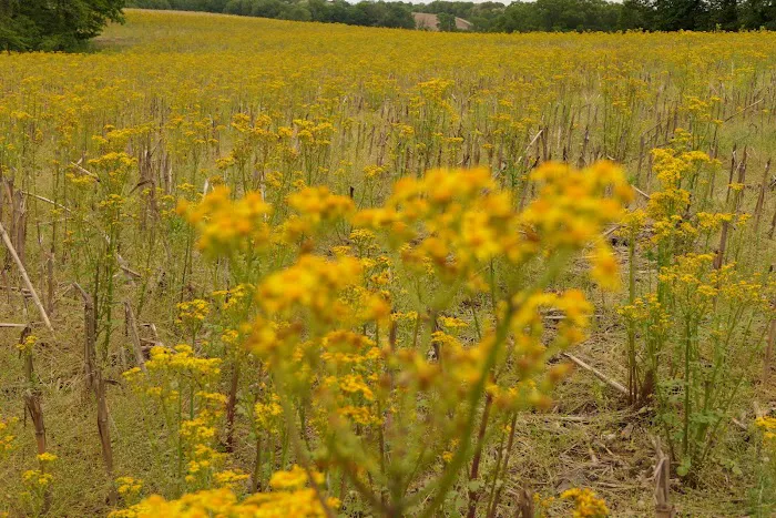 Fort Kaskaskia Campground Picture 7