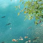 Meramec Springs Country Store & RV Park