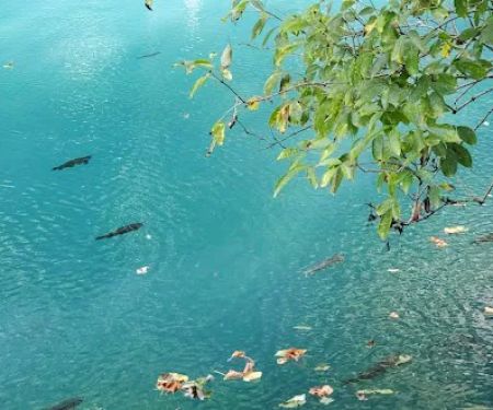 Meramec Springs Country Store & RV Park