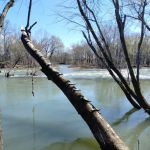 The Shanty (by Trukees)