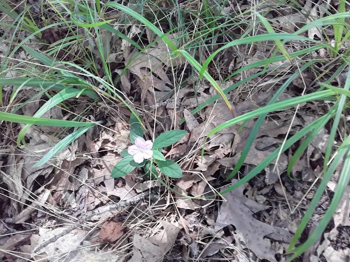 Sleepy Bend Campground Picture 8