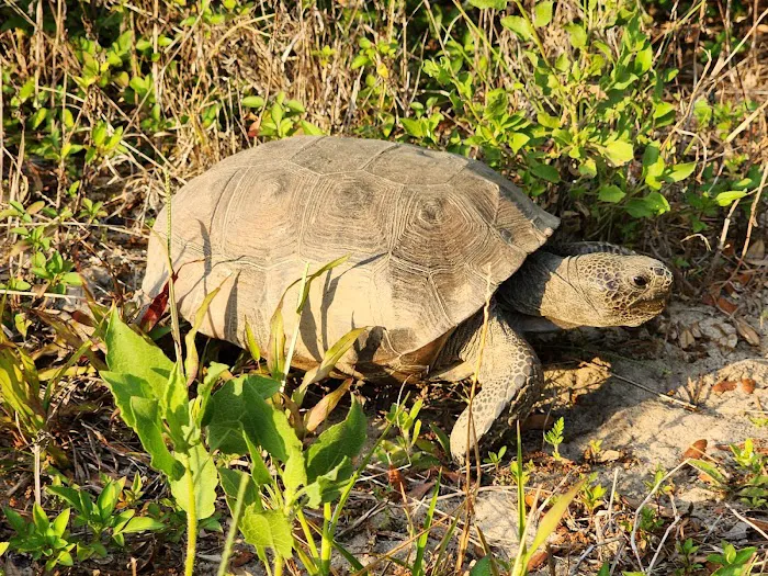 Lake Louisa State Park Campground - Loop A Picture 8