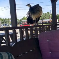 Frontier Campground ico