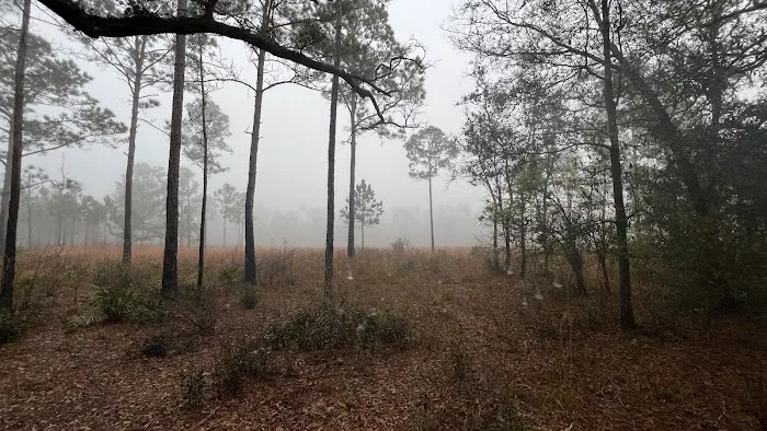 FNST Foster Bridge Campsite (Backcountry) Picture 2
