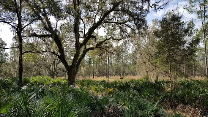 FNST Foster Bridge Campsite (Backcountry) Picture 10
