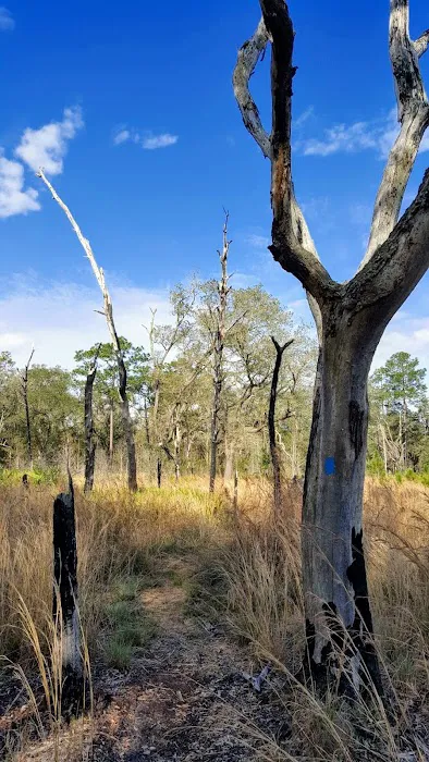 FNST Foster Bridge Campsite (Backcountry) Picture 8