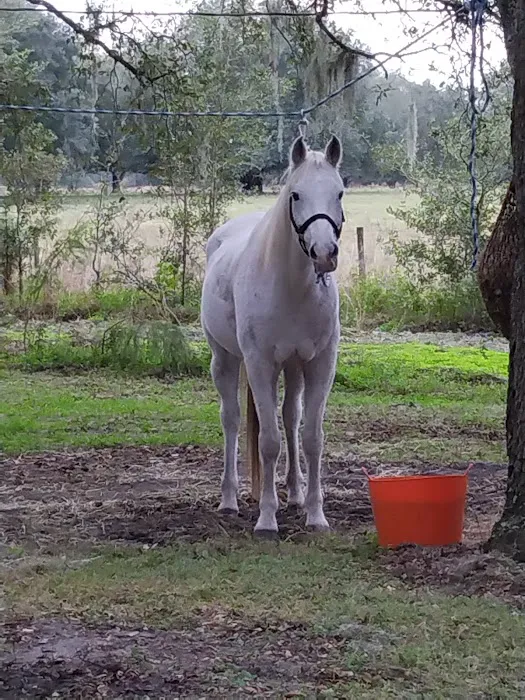 SWFWMD Cumpressco Campground Picture 6