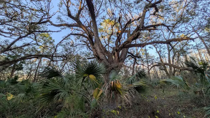 SWFWMD Mott Hammock Camp Picture 1