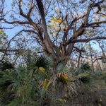 SWFWMD Mott Hammock Camp