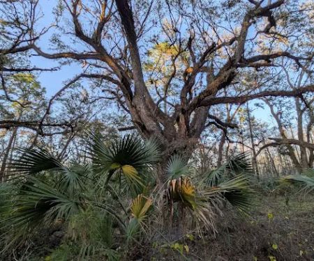 SWFWMD Mott Hammock Camp