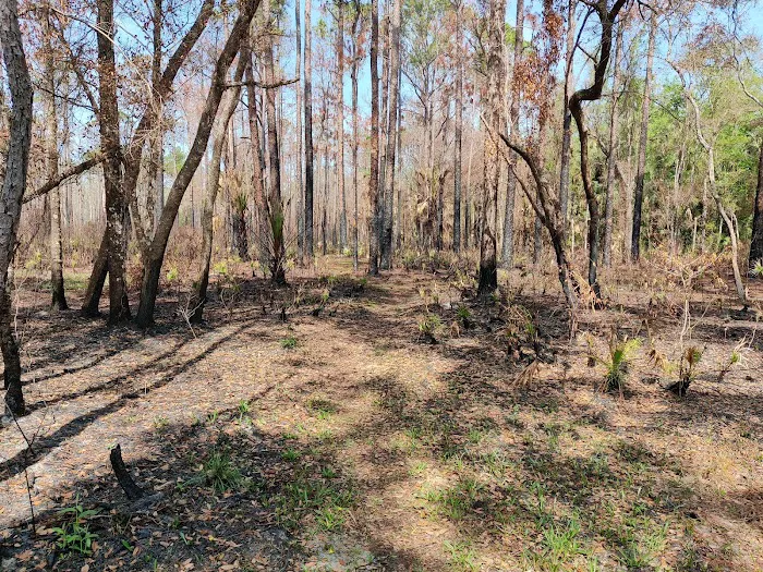 SWFWMD Mott Hammock Camp Picture 5