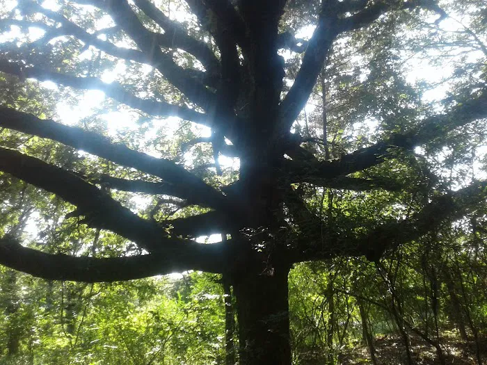 A Campers World Picture 4