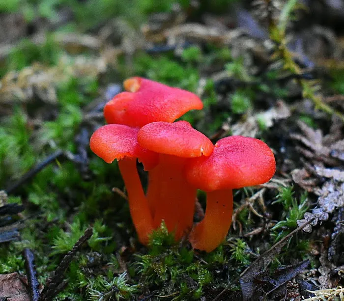 Portage Bay State Campground Picture 10