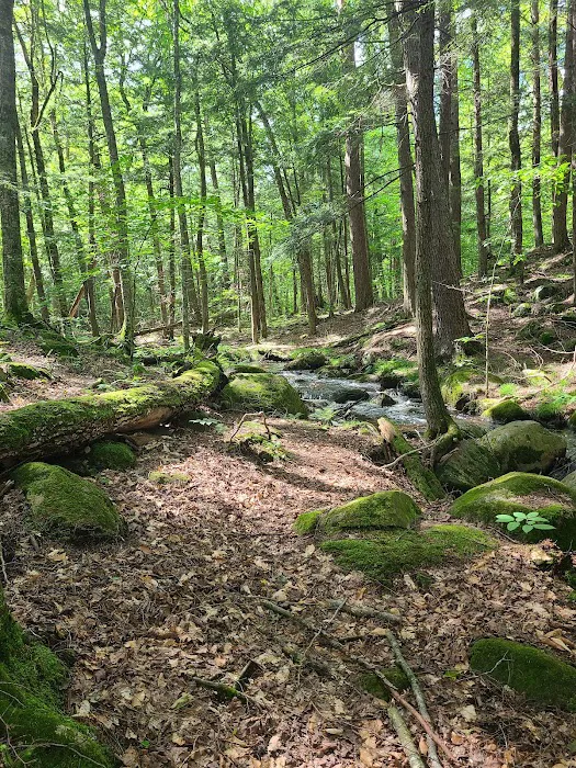 McClintock Campground Picture 3