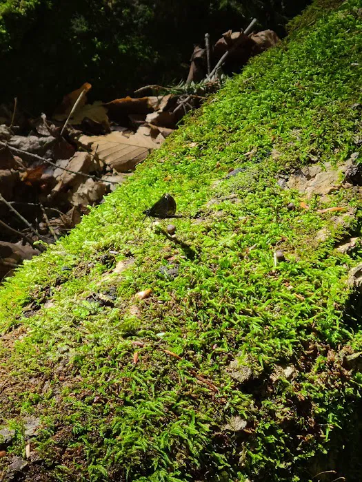 McClintock Campground Picture 9