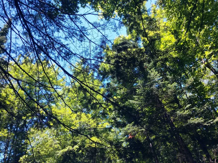 Bear Lake Campground Picture 9