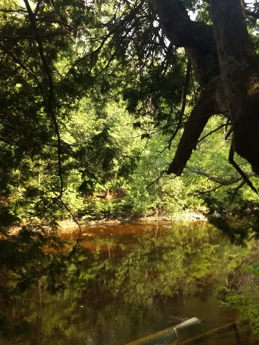 Cedar River North State Forest Campground Picture 6