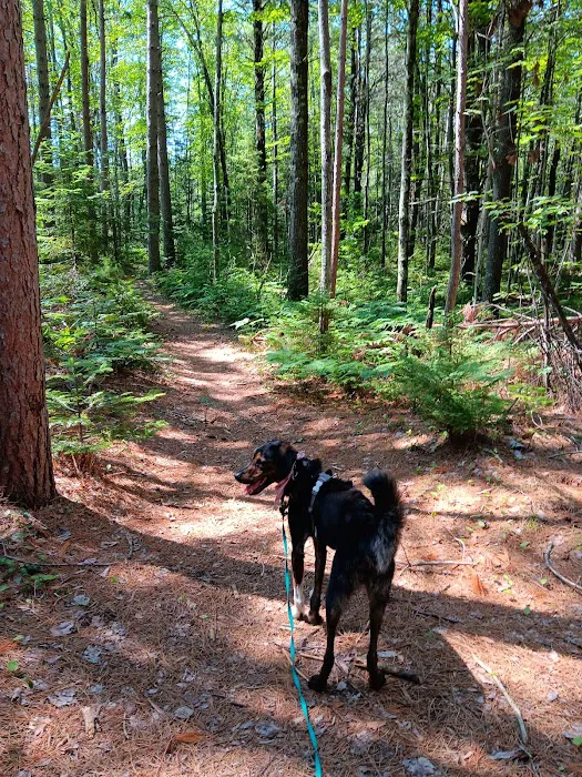 Cedar River North State Forest Campground Picture 7