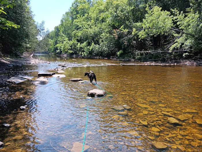 Cedar River North State Forest Campground Picture 3