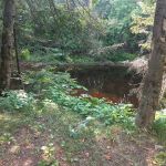 Cedar River North State Forest Campground