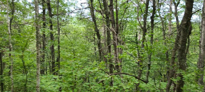 Horseshoe falls equine campground. Picture 4