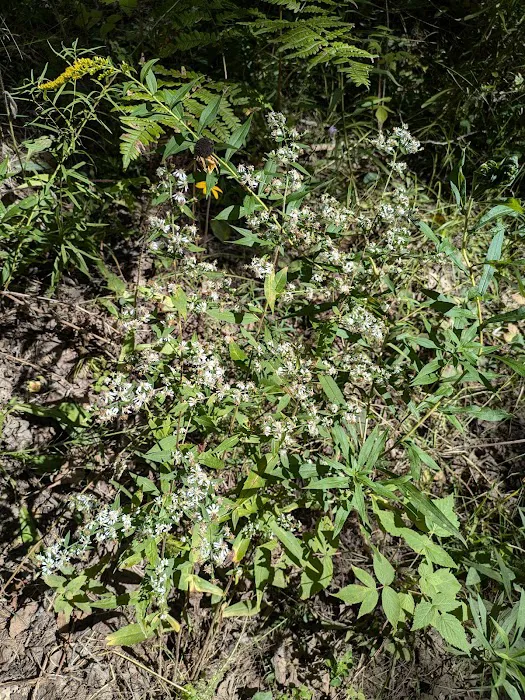 Sturgeon Bend Campground Picture 3