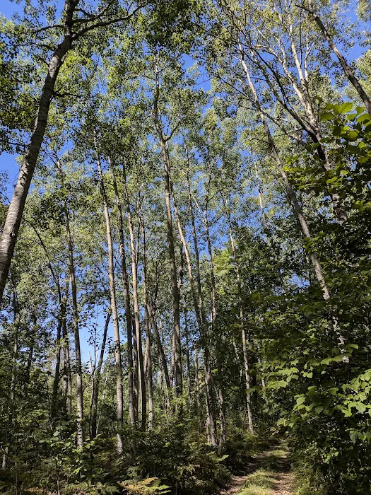 Sturgeon Bend Campground Picture 6